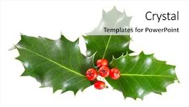  Presentation with holly - PPT layouts featuring lobes - holly leaves and berries isolated background and a white colored foreground