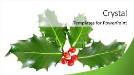  Presentation with holly - Beautiful PPT theme featuring lobes - holly leaves and berries isolated backdrop and a white colored foreground