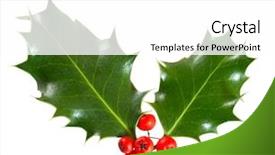  Presentation with holly - PPT theme having lobes - holly leaves and berries isolated background and a white colored foreground