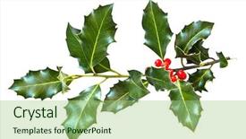  Presentation with holly - Amazing presentation theme having lobes - holly leaves and berries isolated backdrop and a mint green colored foreground