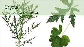  Presentation with leaves - Theme enhanced with lobes - set of musk mallow malva background and a mint green colored foreground