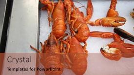 Presentation with fish people - Presentation featuring lobster-cooked-lobster-fresh-cooked background and a red colored foreground