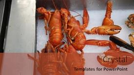  Presentation with fish people - PPT theme consisting of lobster-cooked-lobster-fresh-cooked background and a red colored foreground