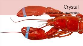  Presentation with plain - Slide deck featuring lobster isolated on plain background background and a red colored foreground