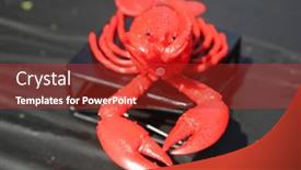  Presentation with everyone - PPT theme enhanced with lobster-plastic-lobster-a-fun background and a crimson colored foreground