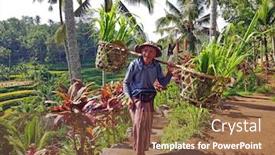  Presentation with rice fields - Slide deck enhanced with local-farmer-carrying-rice-plants background and a tawny brown colored foreground