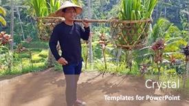  Presentation with rice fields - PPT layouts with local-indonesian-farmer-carrying-rice background and a coral colored foreground