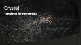  Presentation with soaring - Slides with local park during sun background and a black colored foreground