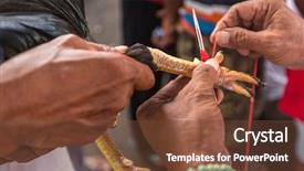  Presentation with indonesia - Slides having local people during traditional cock background and a tawny brown colored foreground