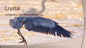  Presentation with water park - Beautiful PPT theme featuring beautiful great blue heron flying backdrop and a lemonade colored foreground