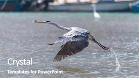  Presentation with water park - Cool new theme with great blue heron flying backdrop and a gray colored foreground