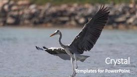  Presentation with blue water - Amazing slide deck having great blue heron flying backdrop and a gray colored foreground