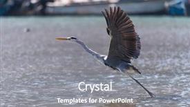  Presentation with water park - Colorful PPT theme enhanced with great blue heron flying backdrop and a gray colored foreground