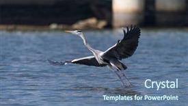  Presentation with blue water - Audience pleasing slide deck consisting of great blue heron flying backdrop and a ocean colored foreground