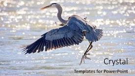  Presentation with water park - Colorful PPT layouts enhanced with great blue heron flying backdrop and a light gray colored foreground