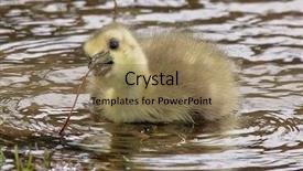  Presentation with newborn - PPT theme featuring refugge - newborn tiny gosling swimming background and a coral colored foreground
