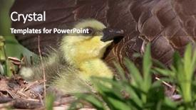  Presentation with brand - Presentation theme with refugge - brand new gosling cuddles background and a tawny brown colored foreground