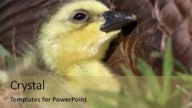  Presentation with refuge - Theme having refugge - brand new gosling cuddles background and a yellow colored foreground