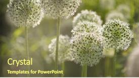  Presentation with black and white shapes - PPT theme featuring locked down - beautiful white allium circular globe background and a violet colored foreground