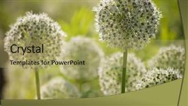  Presentation with wind - Colorful slide set enhanced with locked down - beautiful white allium circular globe backdrop and a  colored foreground