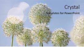  Presentation with black and white shapes - Audience pleasing presentation theme consisting of locked down - beautiful white allium circular globe backdrop and a  colored foreground