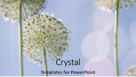  Presentation with black and white shapes - Cool new PPT layouts with locked down - beautiful white allium circular globe backdrop and a  colored foreground