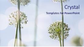  Presentation with 3d globe - Beautiful slide deck featuring locked down - beautiful white allium circular globe backdrop and a  colored foreground