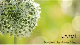  Presentation with wind - PPT layouts enhanced with locked down - beautiful white allium circular globe background and a  colored foreground