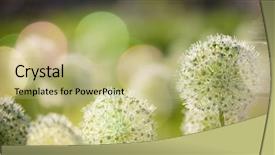  Presentation with white flowers - Slide set enhanced with locked down - beautiful white allium circular globe background and a  colored foreground