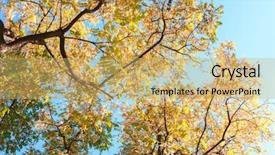  Presentation with autumn leaves - Slides having blue sky robinia pseudoacacia low background and a coral colored foreground