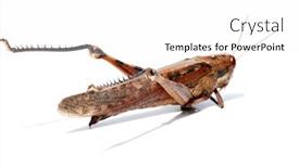  Presentation with locust - PPT layouts enhanced with locust-grass-hopper-a-locust background and a white colored foreground