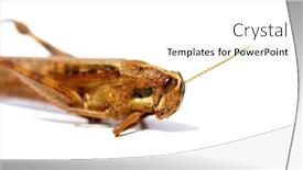  Presentation with locust - Amazing slide deck having locust-grass-hopper-a-locust backdrop and a white colored foreground