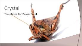  Presentation with locust - PPT theme consisting of locust-grass-hopper-a-locust background and a white colored foreground