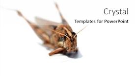  Presentation with locust - Presentation design enhanced with locust-grass-hopper-a-locust background and a white colored foreground