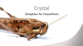  Presentation with locust - Slides with locust-grass-hopper-a-locust background and a white colored foreground