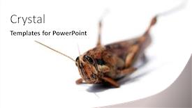  Presentation with locust - PPT theme featuring locust-grass-hopper-a-locust background and a white colored foreground