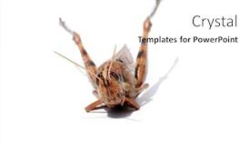  Presentation with locust - PPT layouts consisting of locust-grass-hopper-a-locust background and a white colored foreground