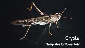  Presentation with locust - Slides having locust grasshopper on black background background and a black colored foreground
