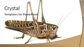  Presentation with locust - Amazing PPT theme having close up shot grasshopper - locust isolated in white background backdrop and a white colored foreground