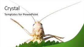  Presentation with locust - Beautiful presentation theme featuring locust on white background backdrop and a white colored foreground