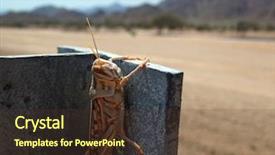  Presentation with locust - Beautiful PPT theme featuring locust sitting on metal frame backdrop and a tawny brown colored foreground