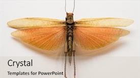  Presentation with locust - Presentation theme having locust with open wings isolated background and a soft green colored foreground