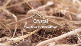  Presentation with locust - PPT theme consisting of locust background and a coral colored foreground