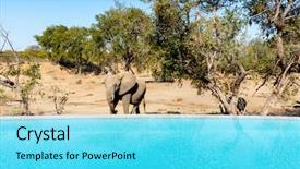  Presentation with elephants - PPT layouts featuring lodge - pool view on luxury safari background and a cyan colored foreground