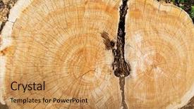  Presentation with cut - Amazing PPT theme having log with concentric years rings backdrop and a coral colored foreground