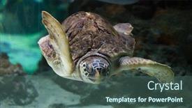  Presentation with turtle - Cool new presentation theme with loggerhead sea turtle caretta caretta also known as the loggerhead wild life animal backdrop and a ocean colored foreground