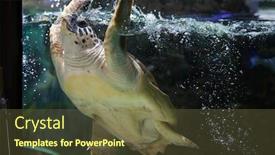 Presentation with turtle - Amazing PPT theme having loggerhead-sea-turtle-caretta-caretta backdrop and a tawny brown colored foreground