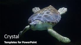  Presentation with turtle - PPT theme enhanced with loggerhead-sea-turtle-caretta-caretta background and a black colored foreground