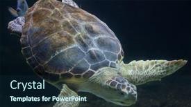  Presentation with turtle - Presentation theme having loggerhead sea turtle caretta caretta also known as the loggerhead background and a navy blue colored foreground
