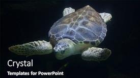  Presentation with turtle - Audience pleasing theme consisting of loggerhead-sea-turtle-caretta-caretta backdrop and a black colored foreground